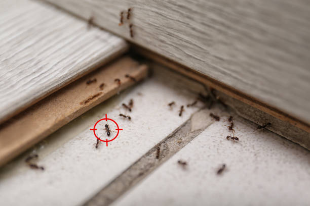 Spider Control Near Me in Audubon, NJ