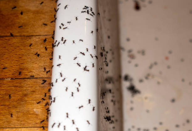 Best Wasp Removal Services  in Audubon, NJ