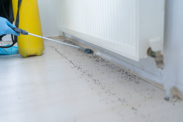 Best Termite Control Services  in Audubon, NJ